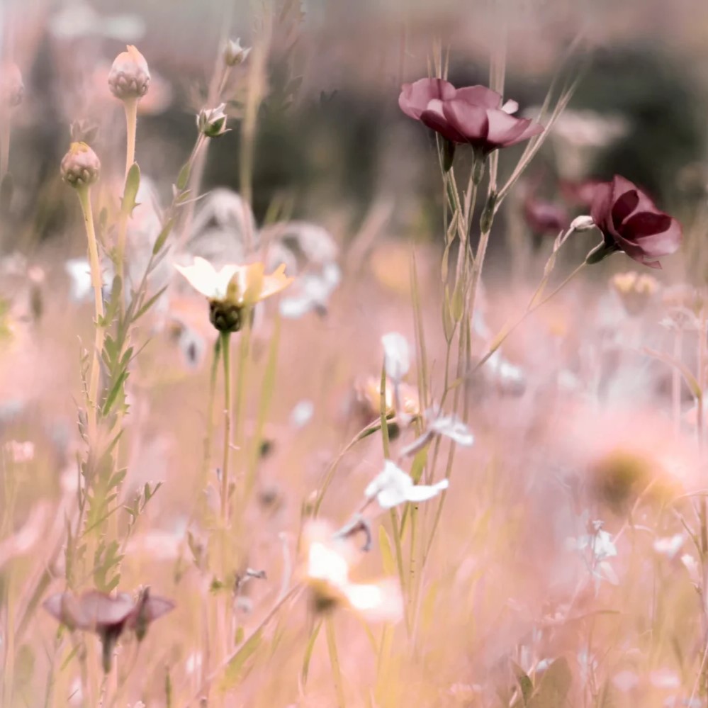 Bestattungen Engel-Ludiwg Blumenwiese